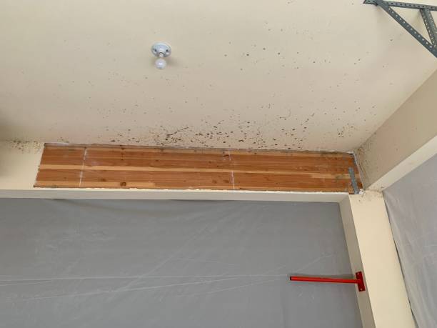 Mold Odor Removal Services in Cranford, NJ